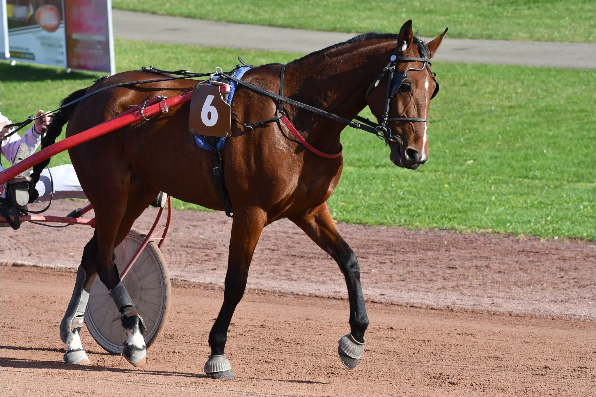 Racehorse Gender A Deep Dive Into The Sport - bko0dg4