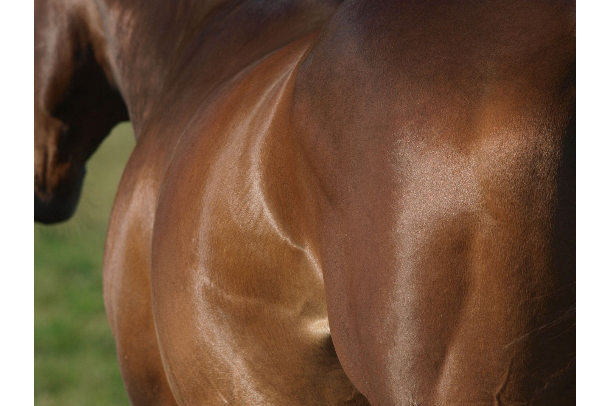 Bug Off! Do Horses Get Fleas?