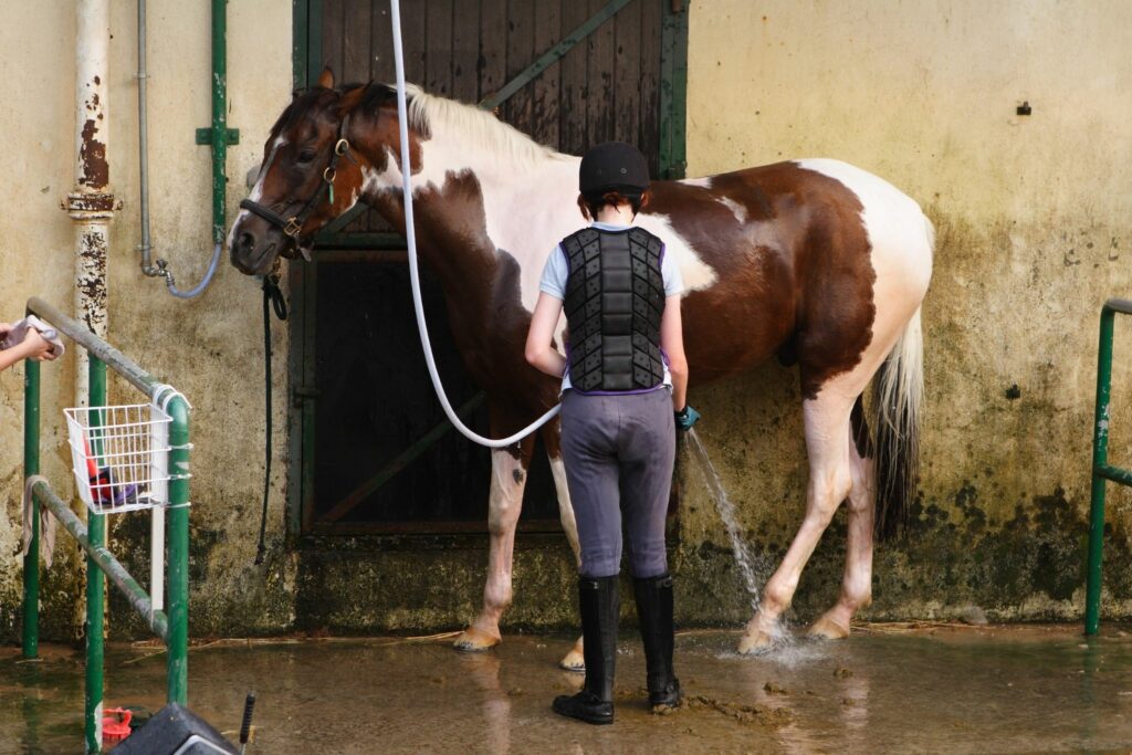 Horse bath