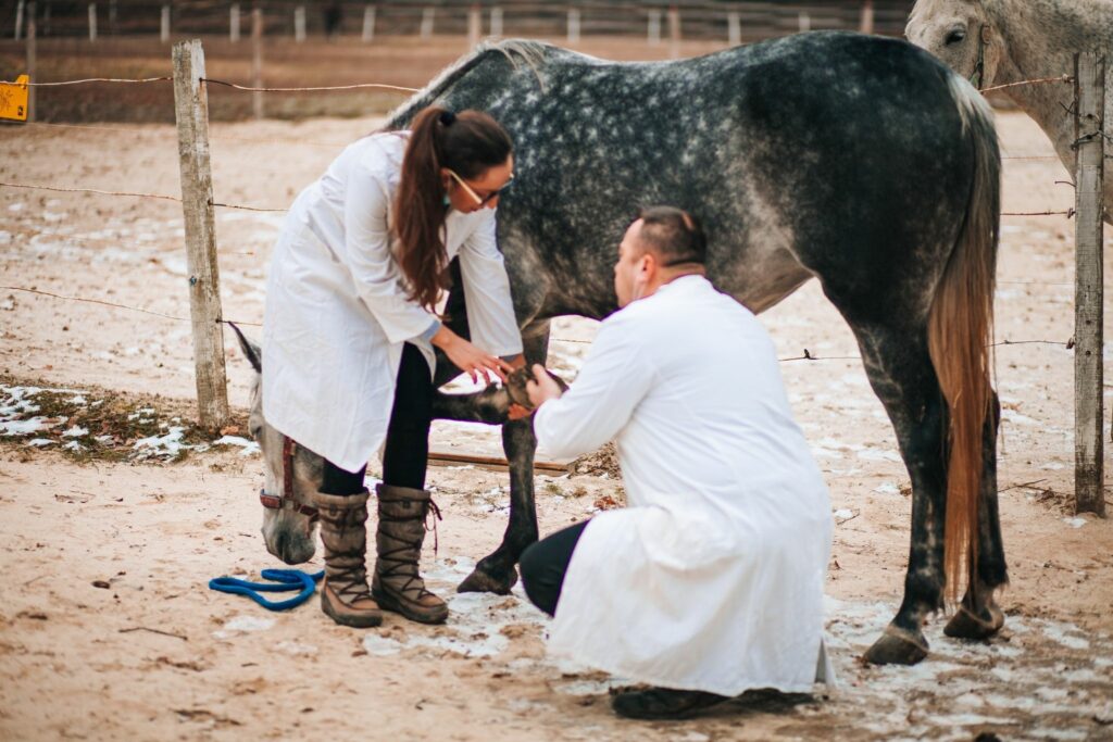 Vet working on a horse