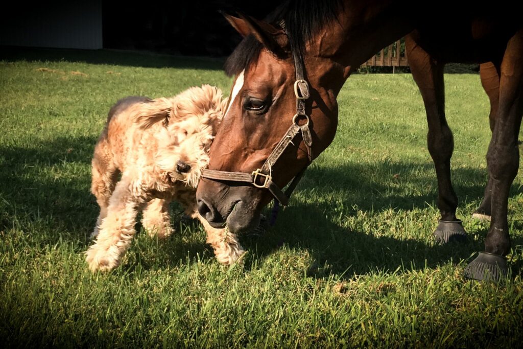 Goldendoodle and horse nose to nose.