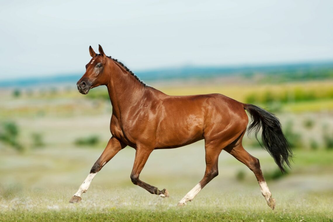 Western Dressage vs. Cowboy Dressage - Same Same?