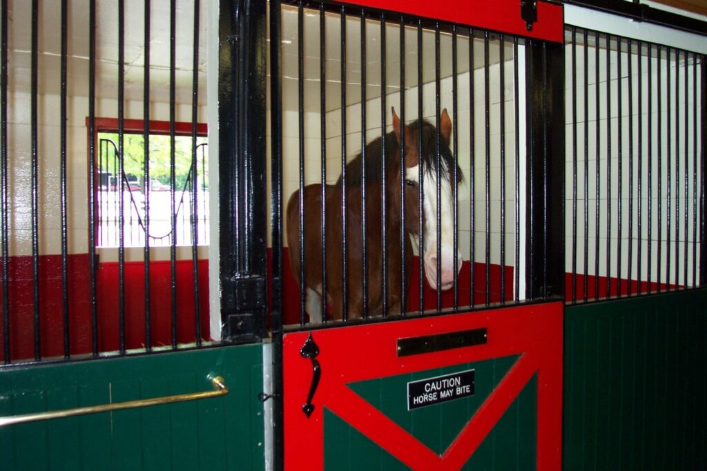 Horse in stall