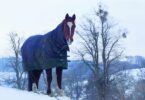 Horse blanket in winter