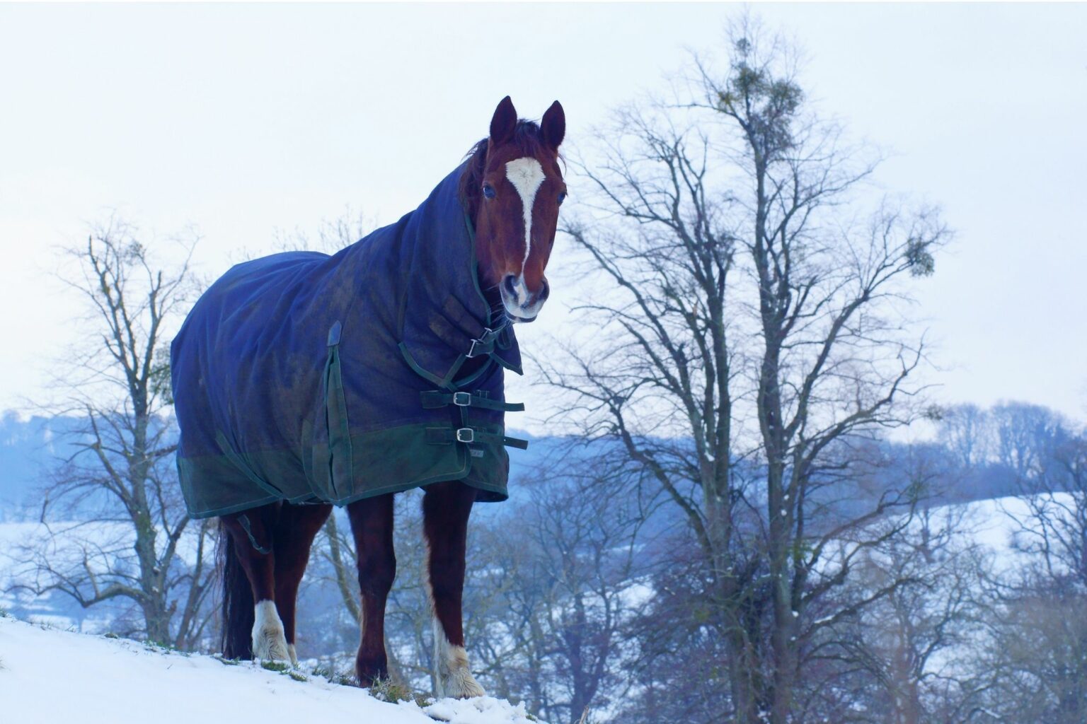 how-to-wash-horse-blankets-the-easy-way