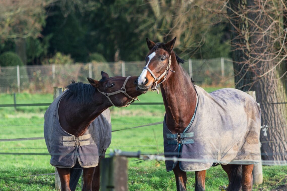 How to Wash Horse Blankets the Easy Way