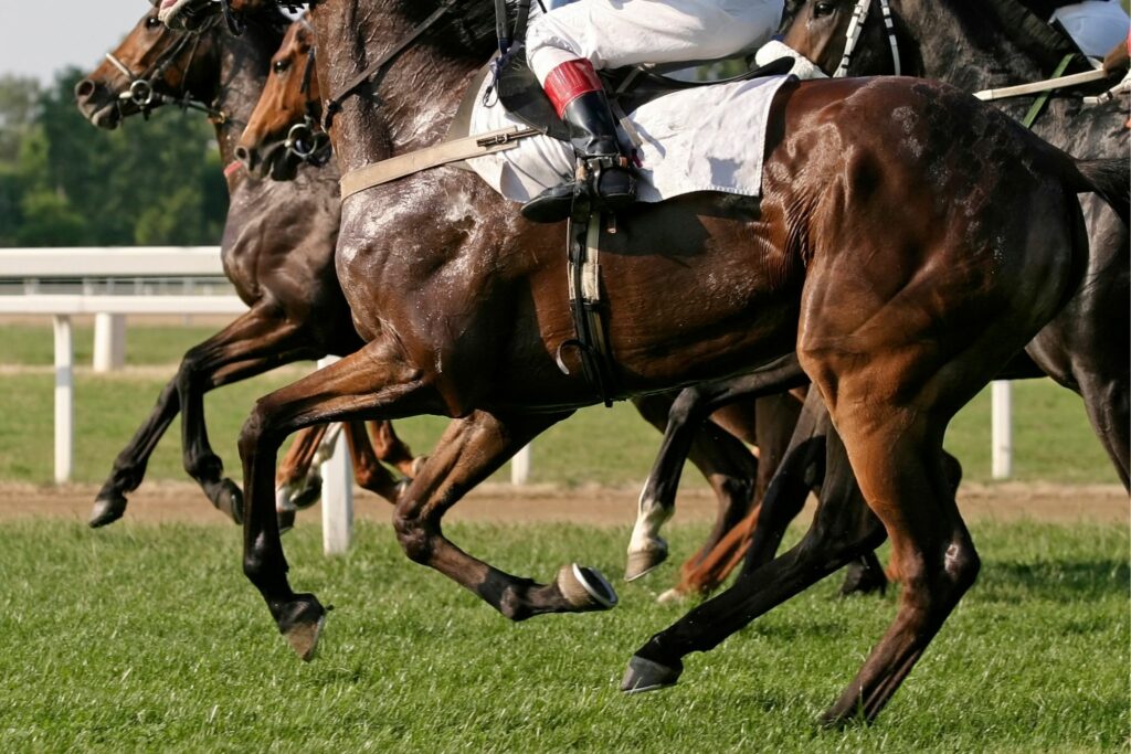 Racehorses on turf