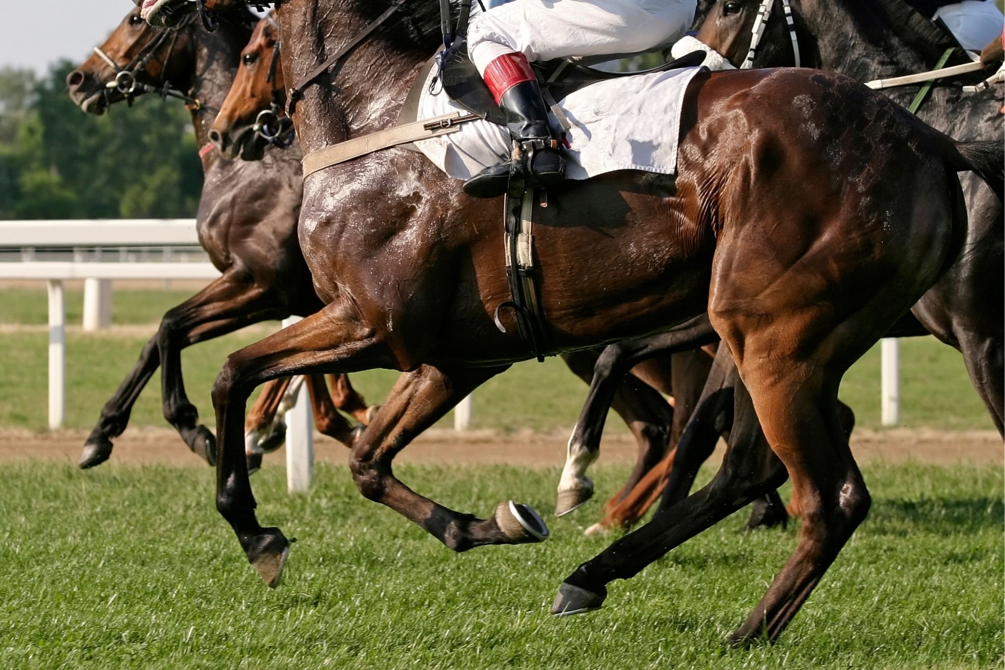 Racehorse Gender A Deep Dive Into The Sport - qmg3dz6