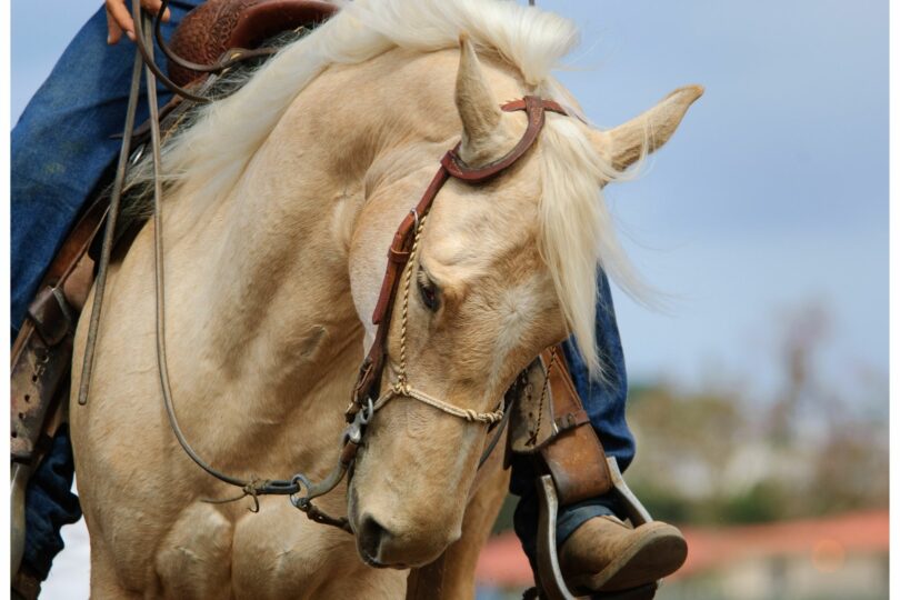 A Beginner's Guide to Reining (Tips, Maneuvers, etc.)