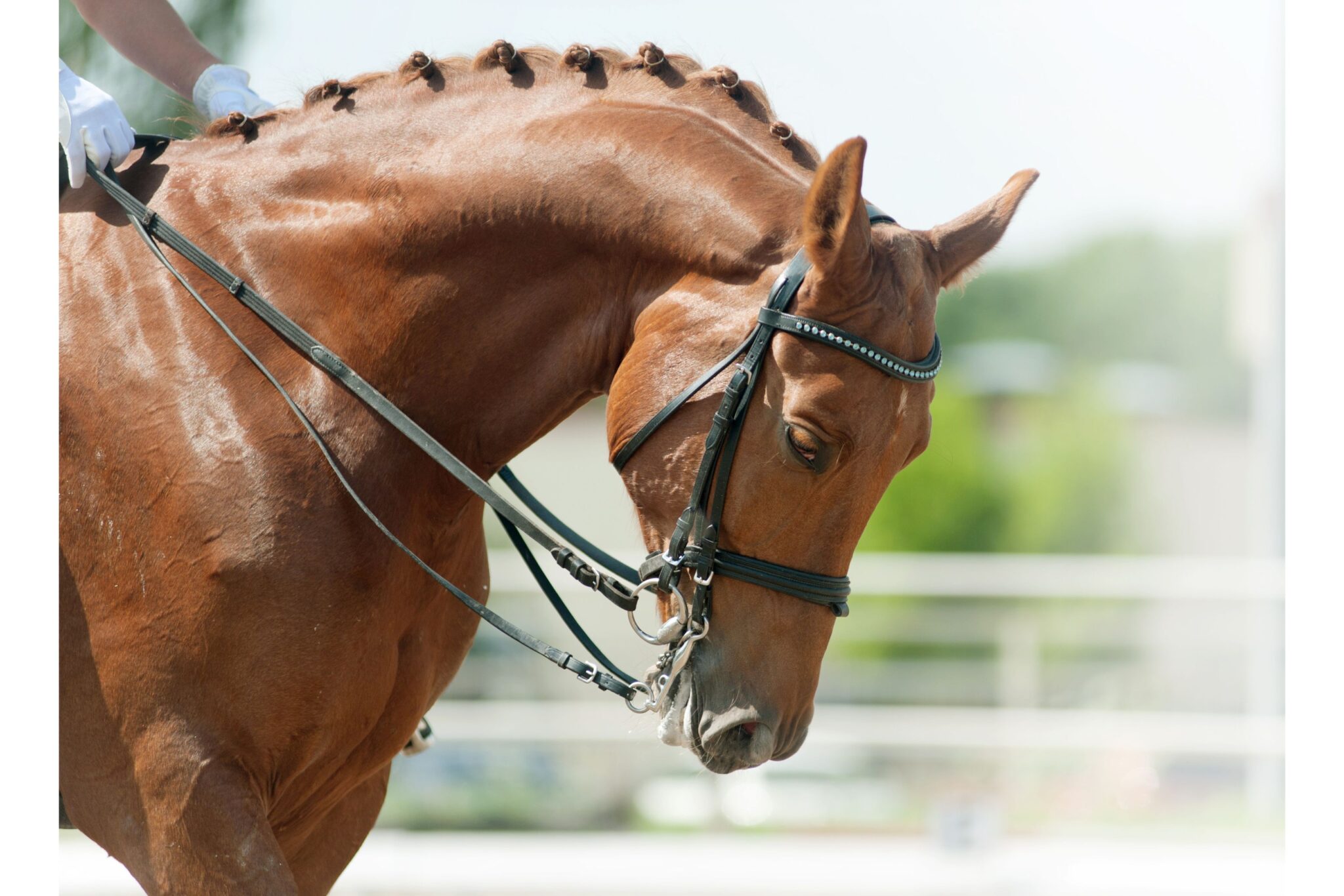 5 Soft Bits for Horses With a Sensitive Side Horse Rookie