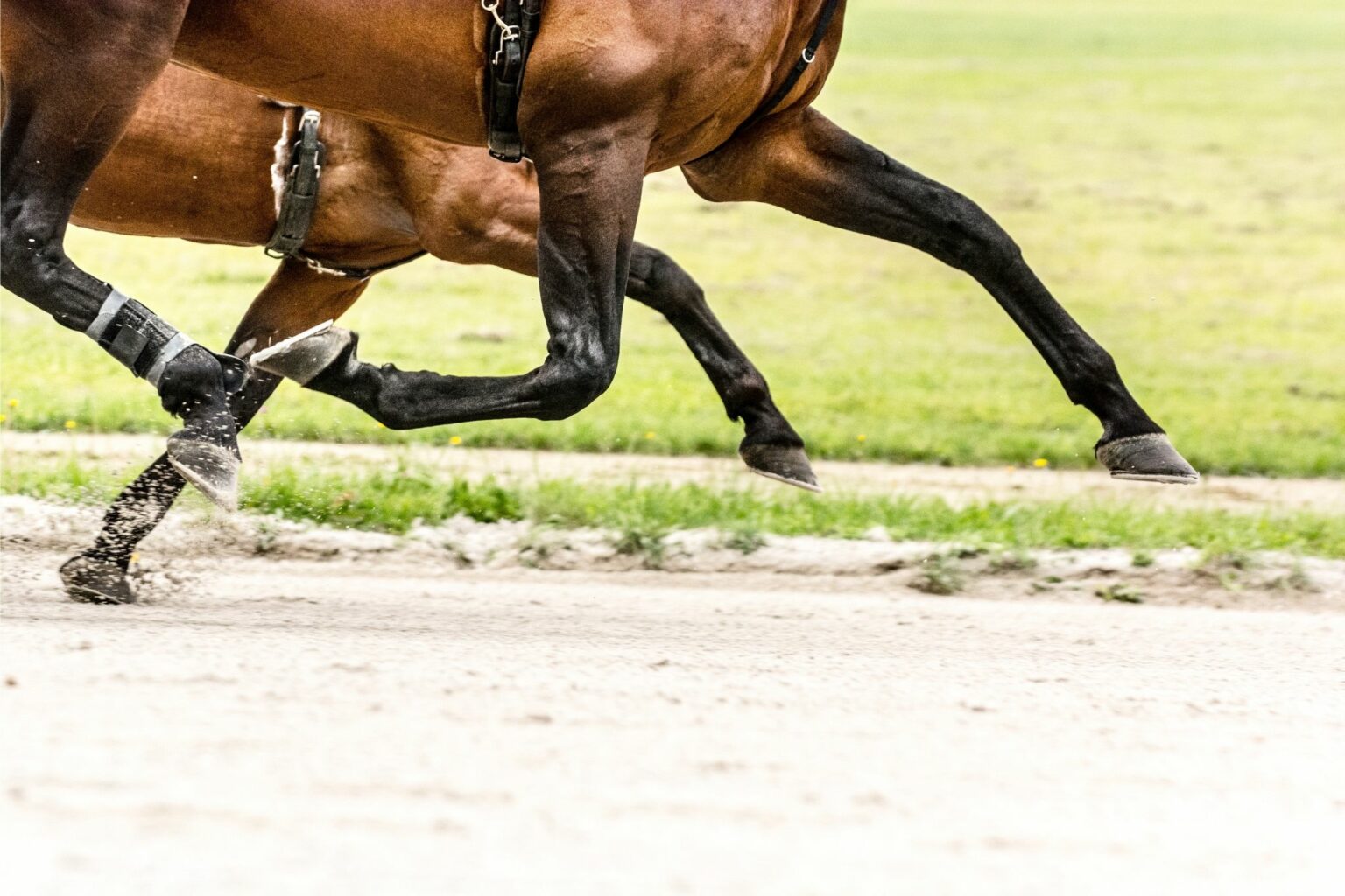 7 Amazing Gaited Horse Breeds You Need to Meet Horse Rookie