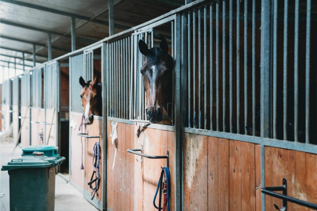 Two horses in stalls