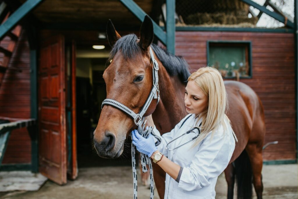 Horse vet check