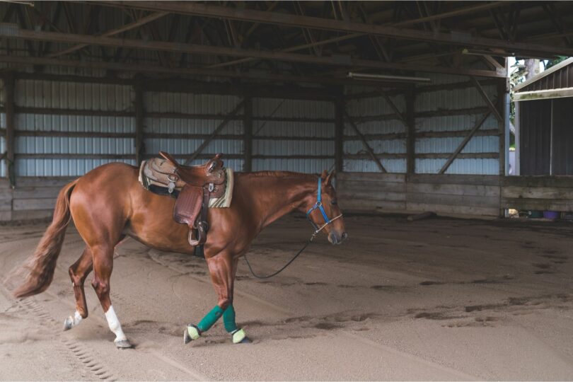 Are You (Really) Ready for a Green Broke Horse? Horse Rookie