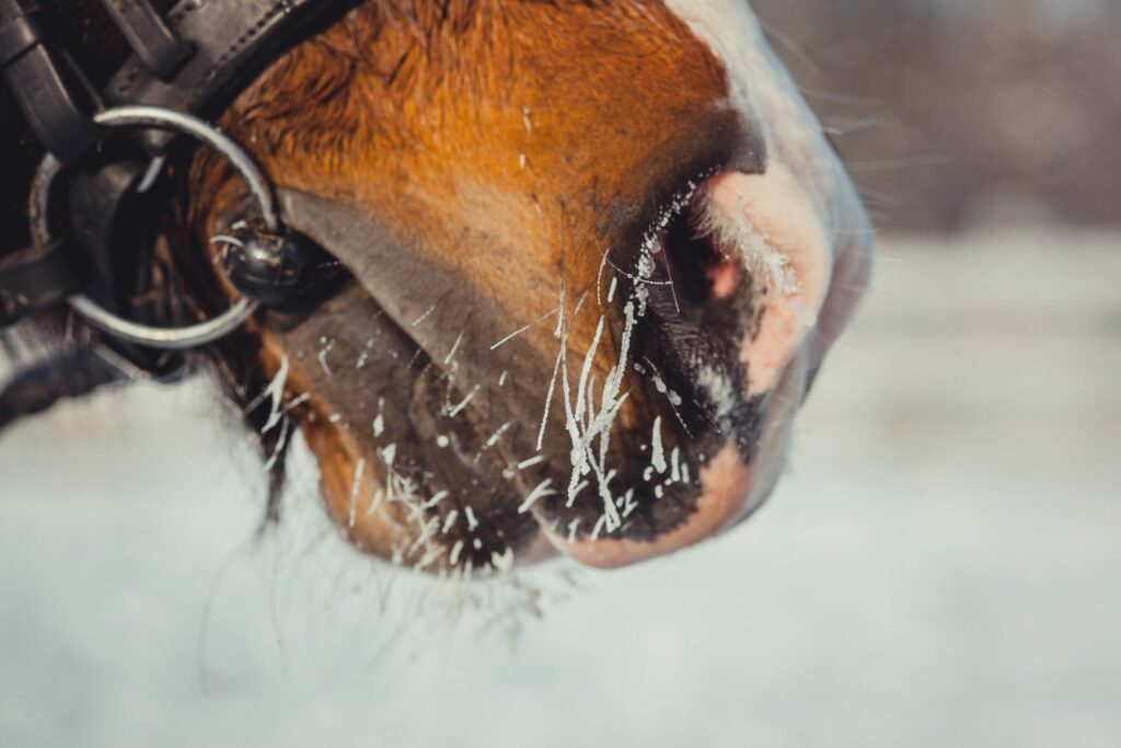Winter horse whiskers