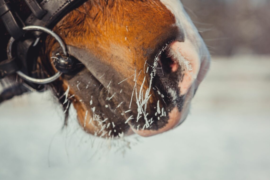Winter Horse Care A Helpful Beginner's Guide Horse Rookie