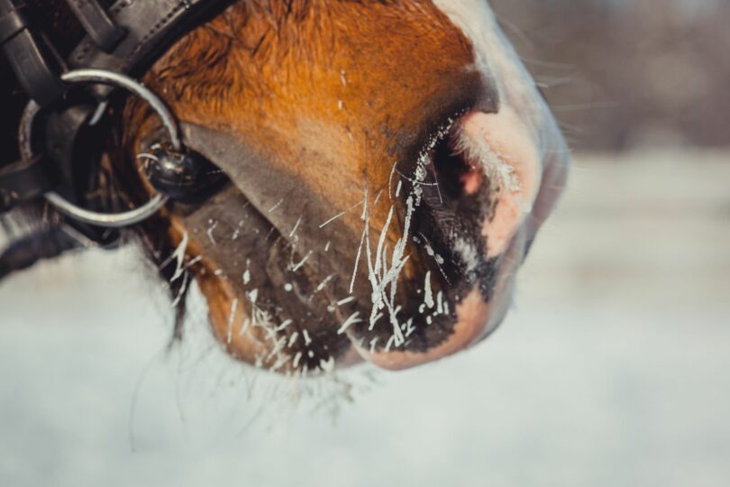 Winter Horse Care A Helpful Beginner's Guide Horse Rookie