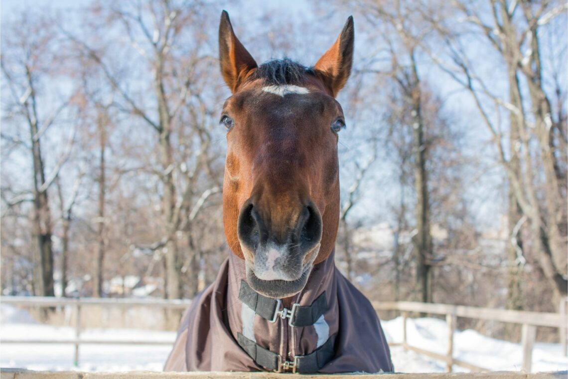Winter Horse Care A Helpful Beginner's Guide Horse Rookie