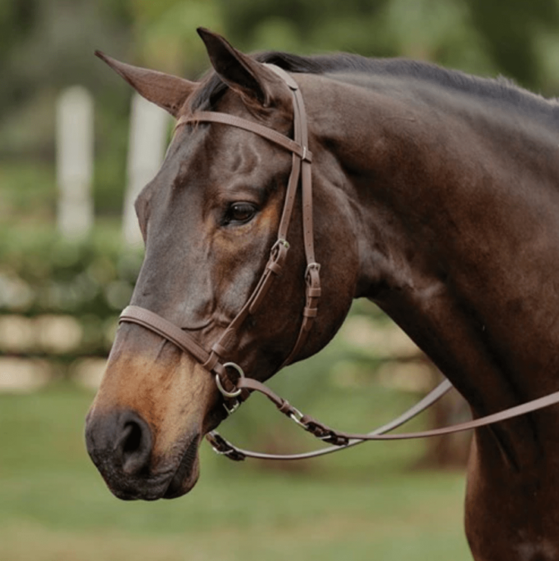 5 Best Bits for Horses That Pull Your Arms Off