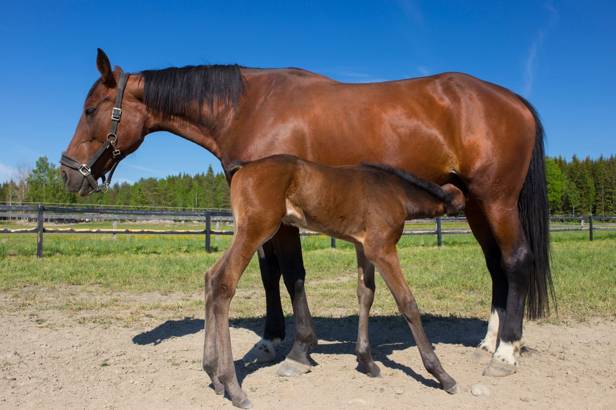 The Udder Truth Do All Horses Have Them? Horse Rookie