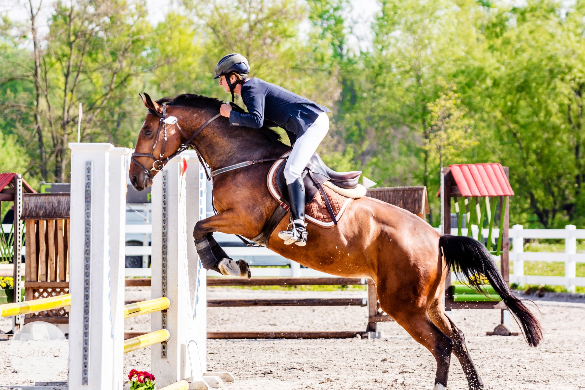 Breaking Down Horse Show Jumping Heights (Rookie Guide)