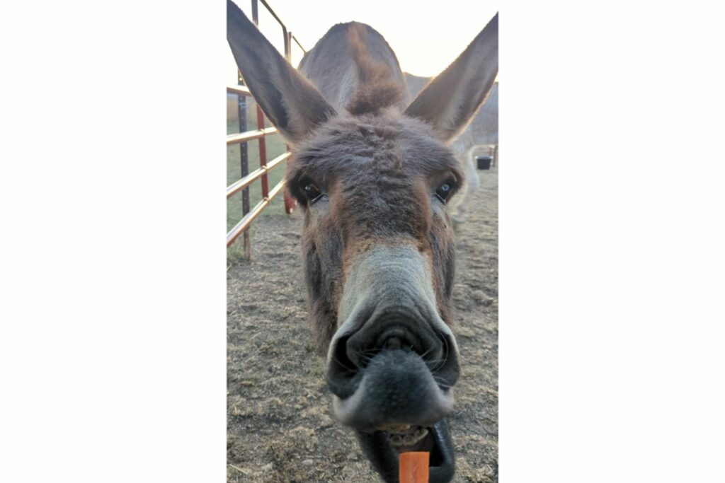 Donkey and carrot