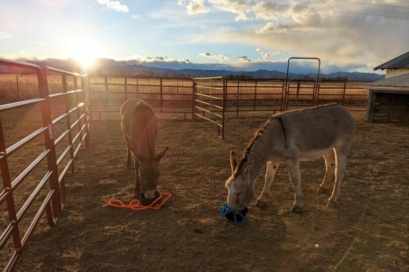 Donkeys at sunset