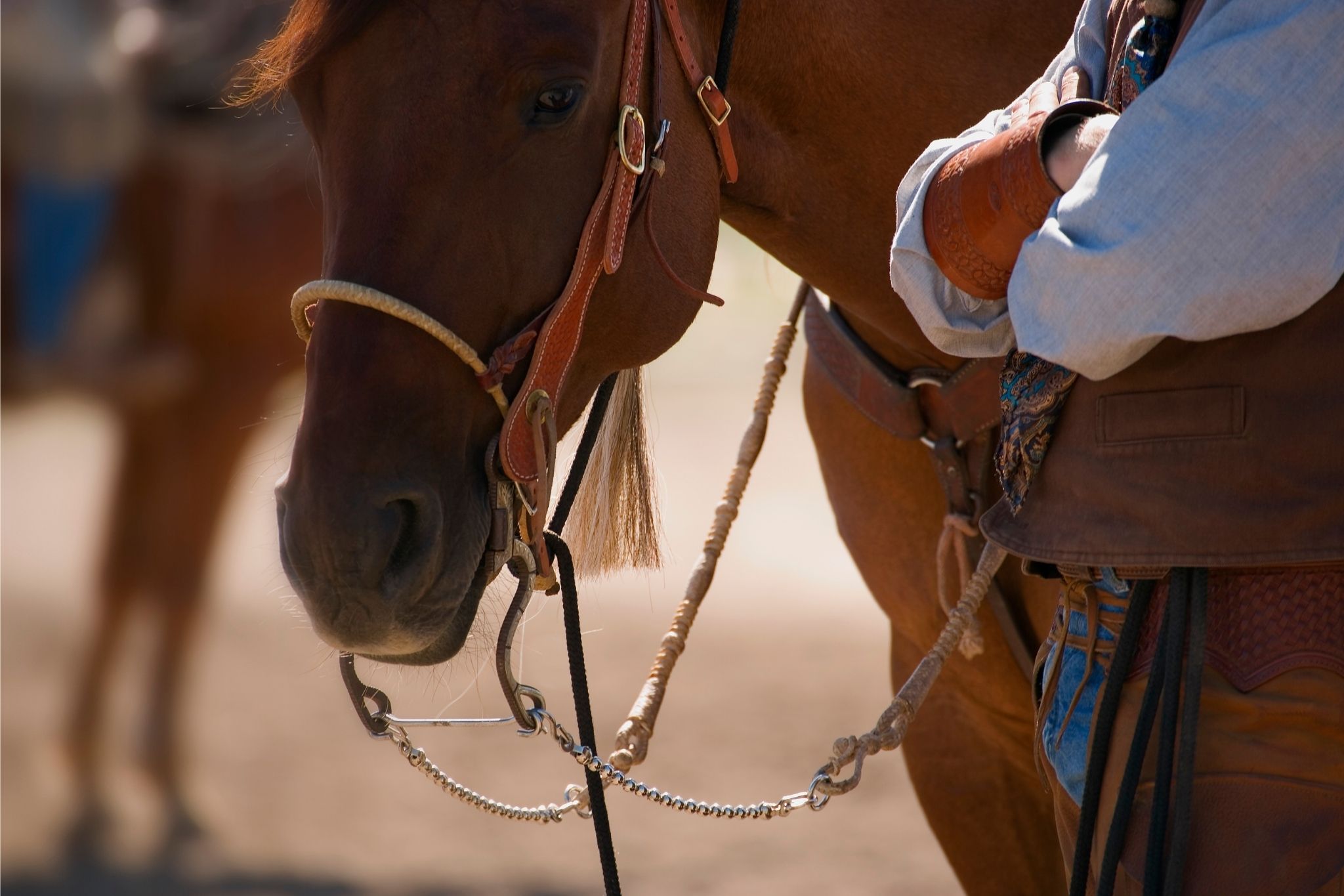 western-faq-what-exactly-is-a-bridle-horse-horse-rookie