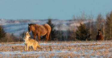 Coyotes and horses
