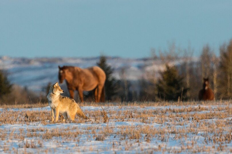 Coyotes and horses