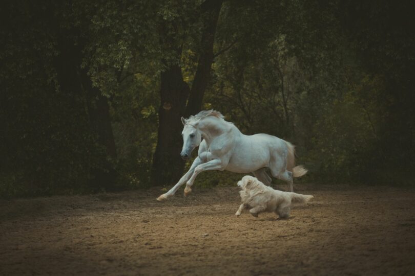 Dog and horse