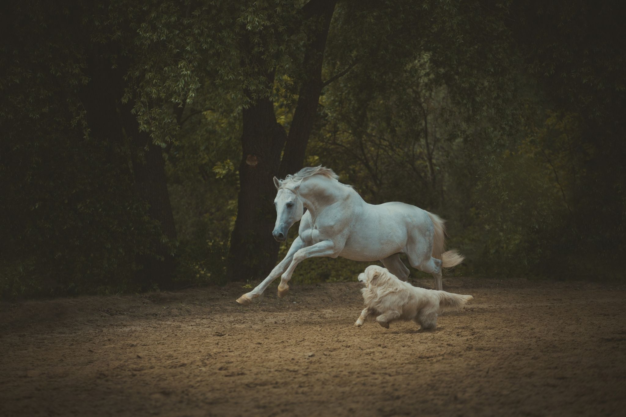 И вдруг совершенно неожиданно конь. Лошадь и собака. Собака конь. Лошадь скачет. Обои лошади.