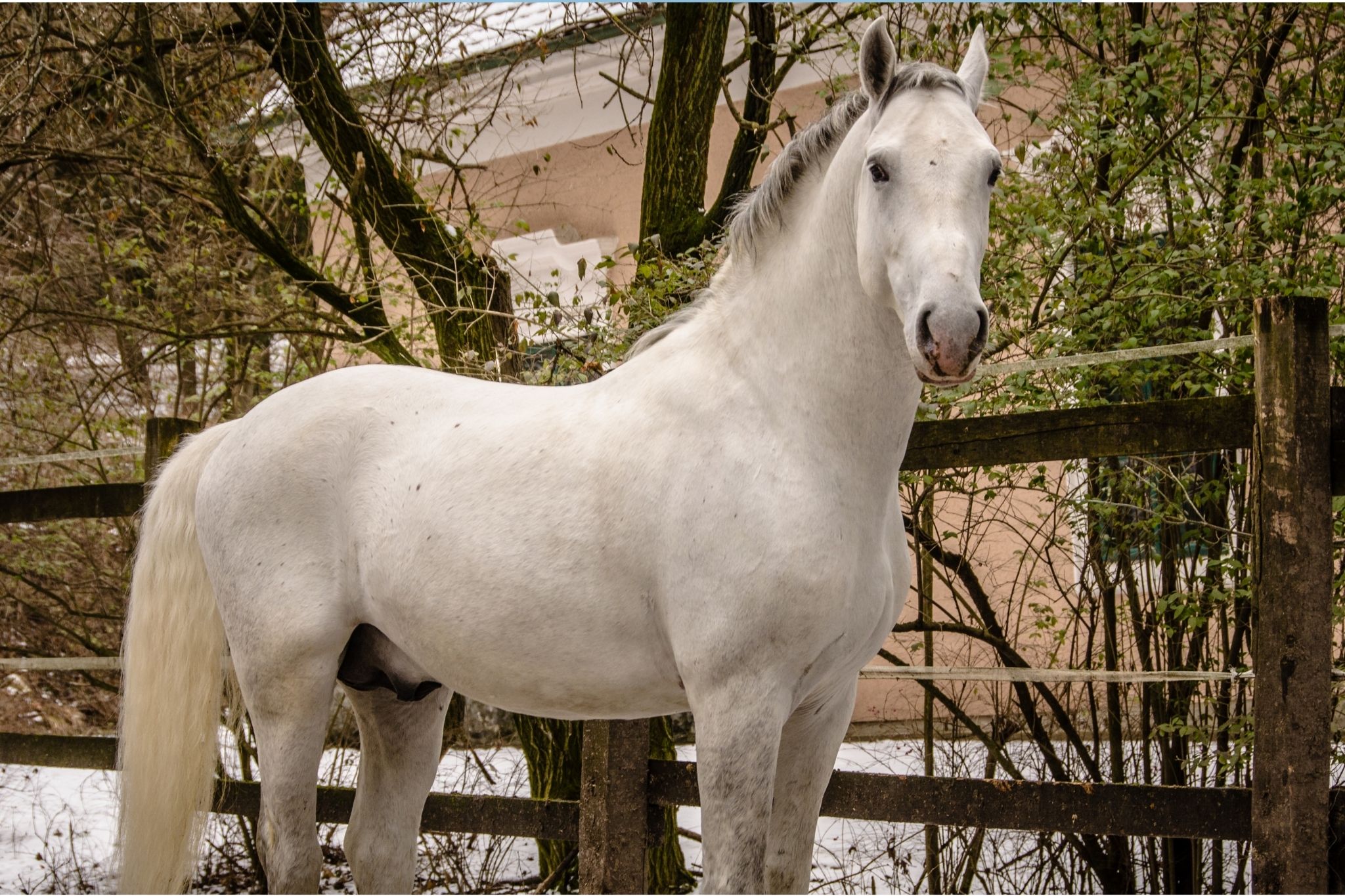 The Proud Cut Horse What You Need What to Do Horse Rookie