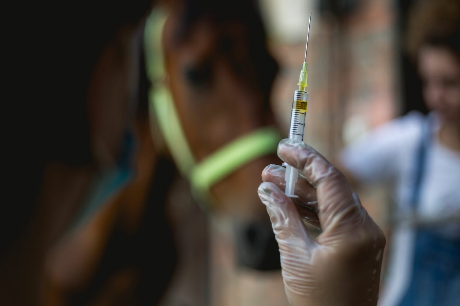 Hock Injections 101 How Your Horse Might Benefit
