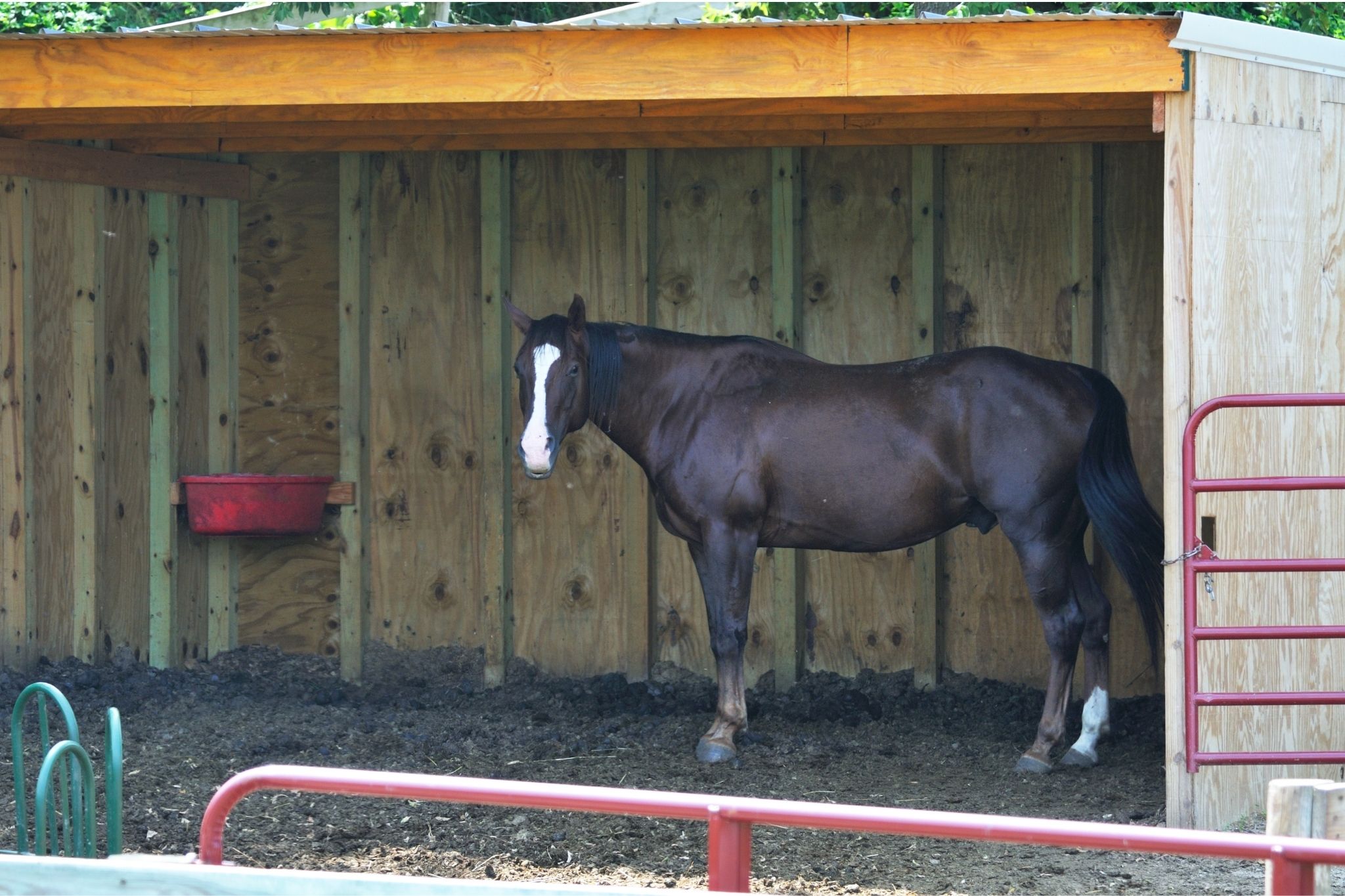 Horse Run In Sheds For Beginners Cost Size Etc Horse Rookie