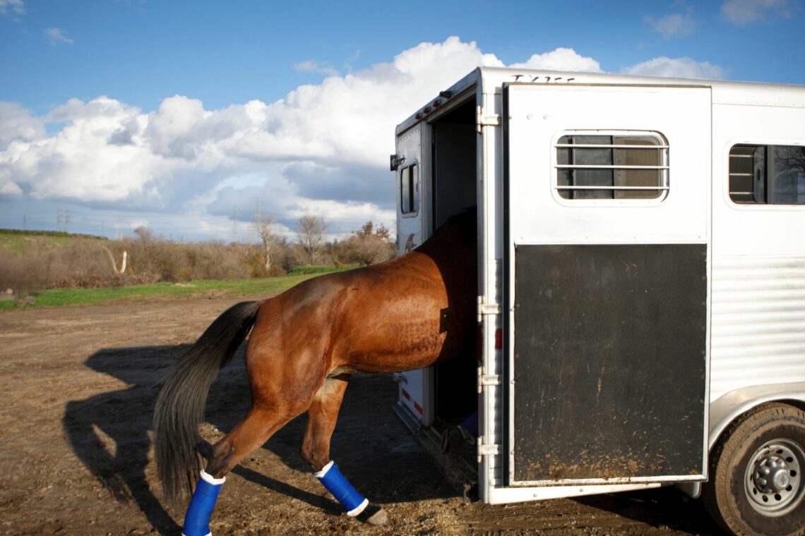 6 best shipping boots for horses on the move horse rookie