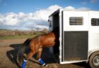 Horse going into a trailer with shipping boots on