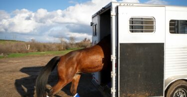Horse going into a trailer with shipping boots on