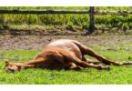 Horse sleeping in a pasture