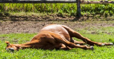 Horse sleeping in a pasture