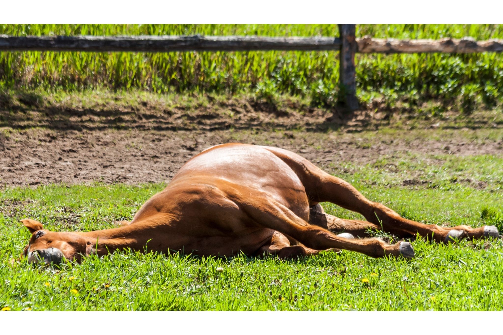 Hitting the Snooze Button: How Long Can Horses Lay Down? - Horse Rookie