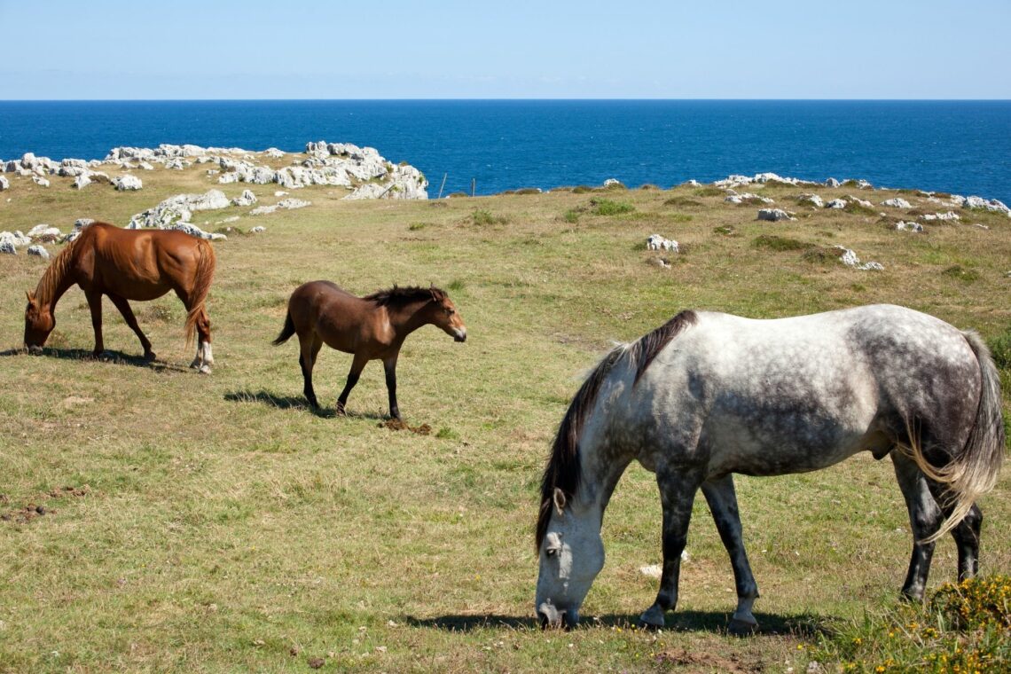 Can horses puke? You might be surprised.