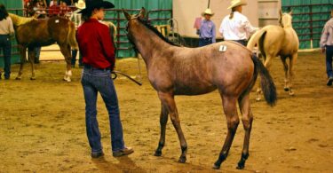 Montana Horse Auction