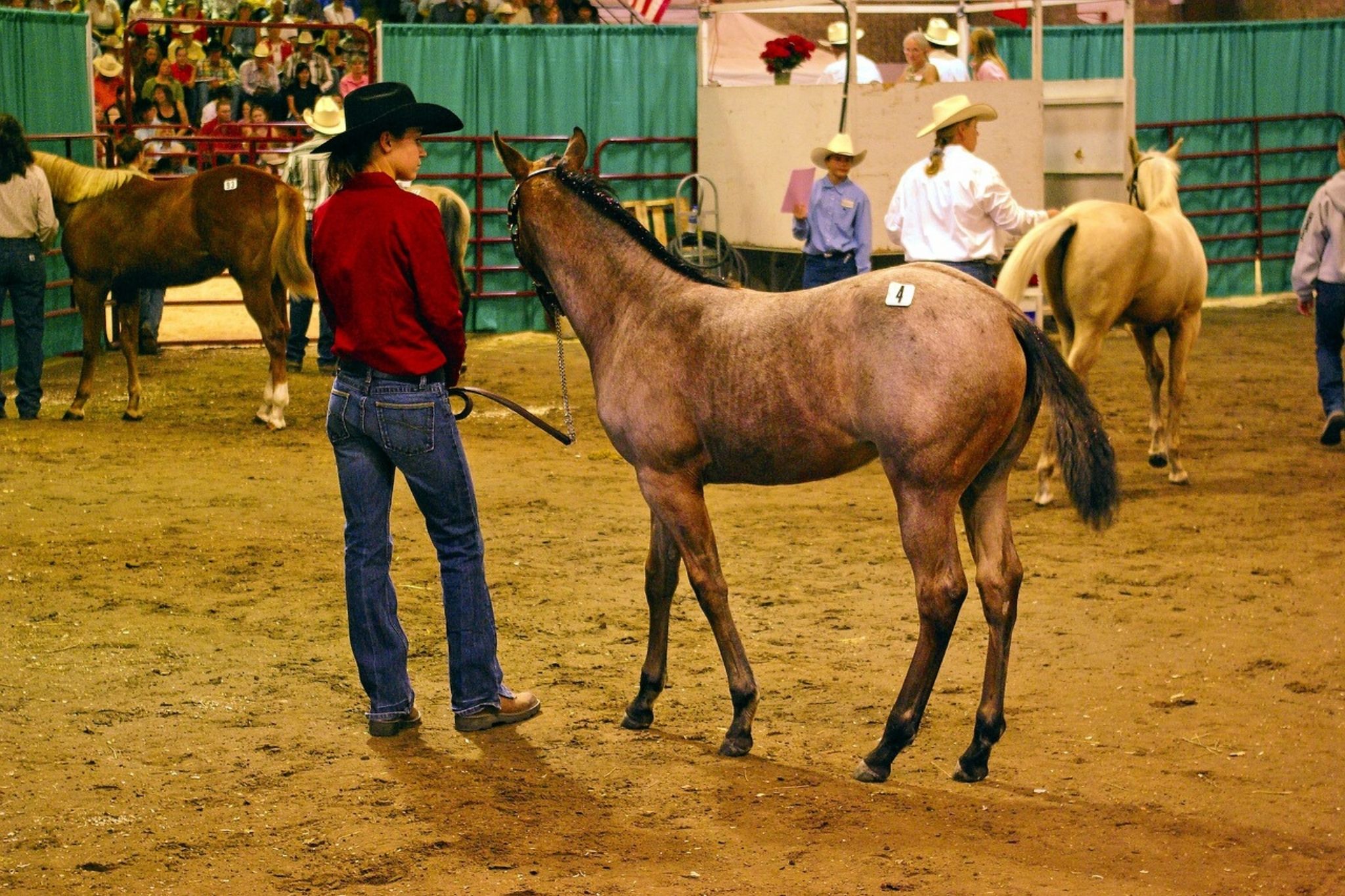 Diamond in the Rough, or Bad Apple? Horse Auctions 101 Horse Rookie