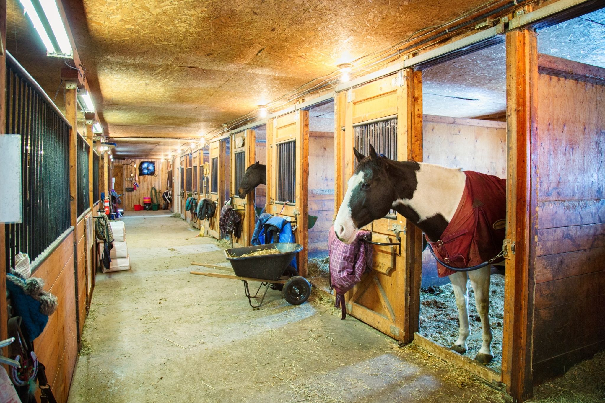 Stay Put, Pony! Horse Stall Guards for Beginners Horse Rookie