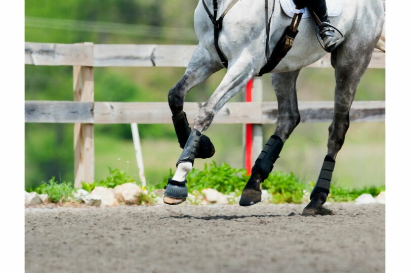 Splint boots on a horse