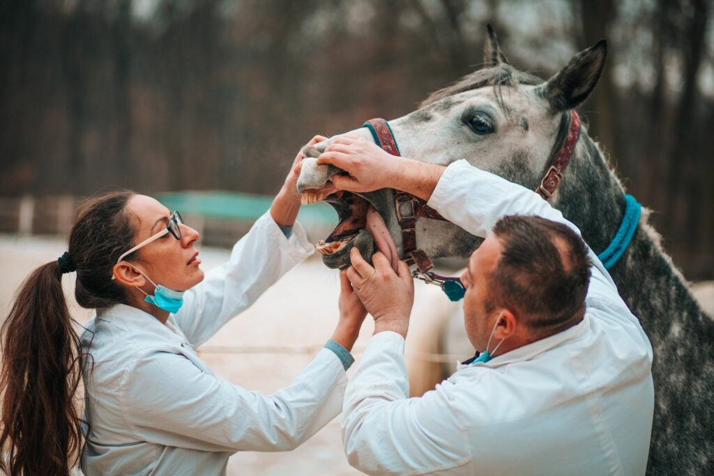 Horse getting teeth checked