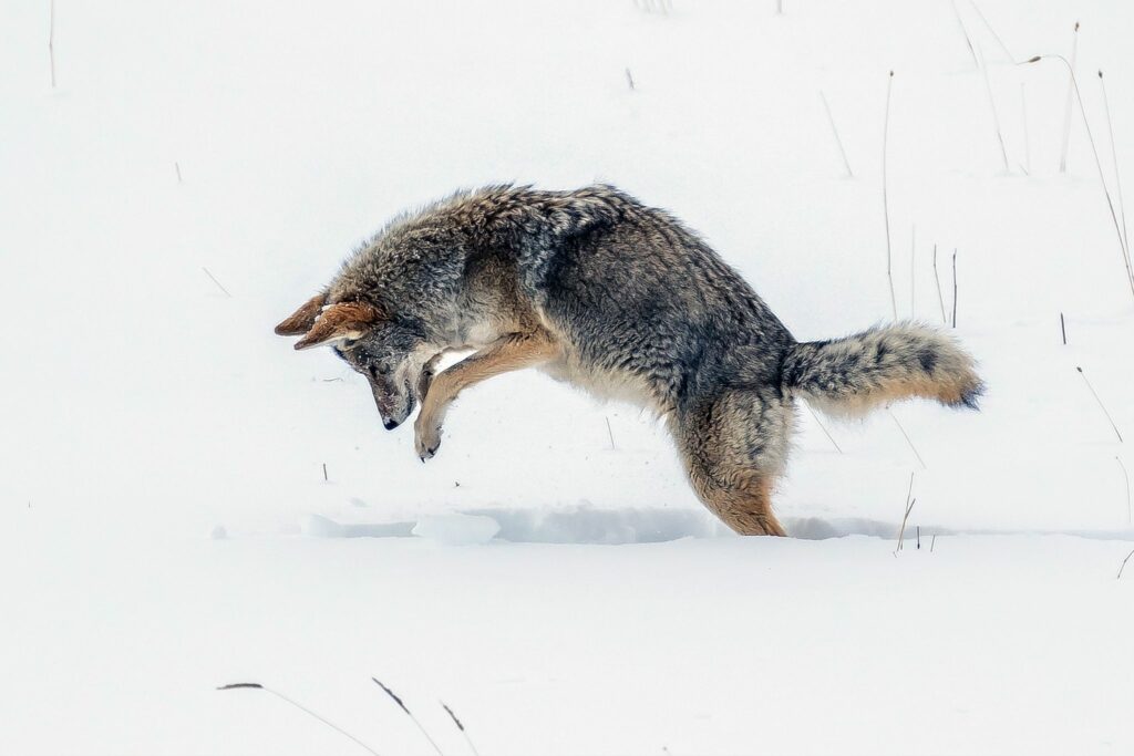 Coyote hunting mic