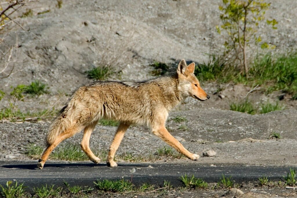 Coyote trotting