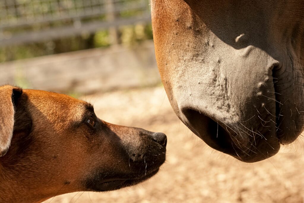 Dog and a horse nose to nose